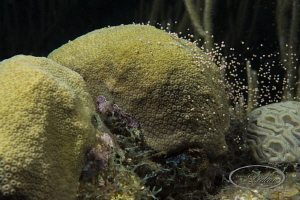 Coral spawning and I like it!!!  After 47 minutes, it hap... by Ledean Paden 